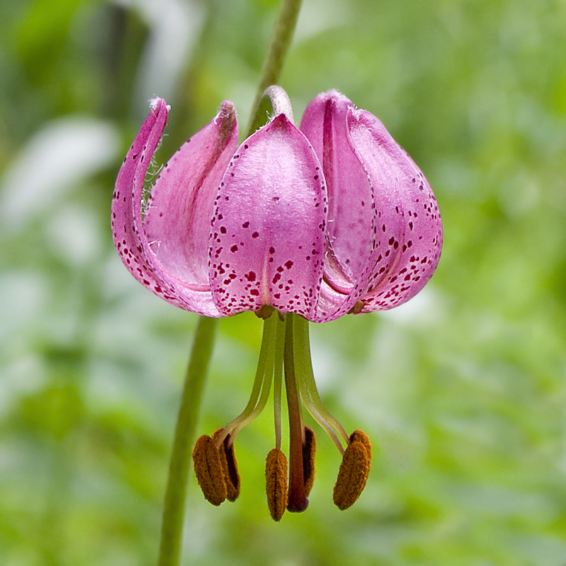 Изображение особи Lilium pilosiusculum.