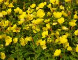 Oenothera pilosella