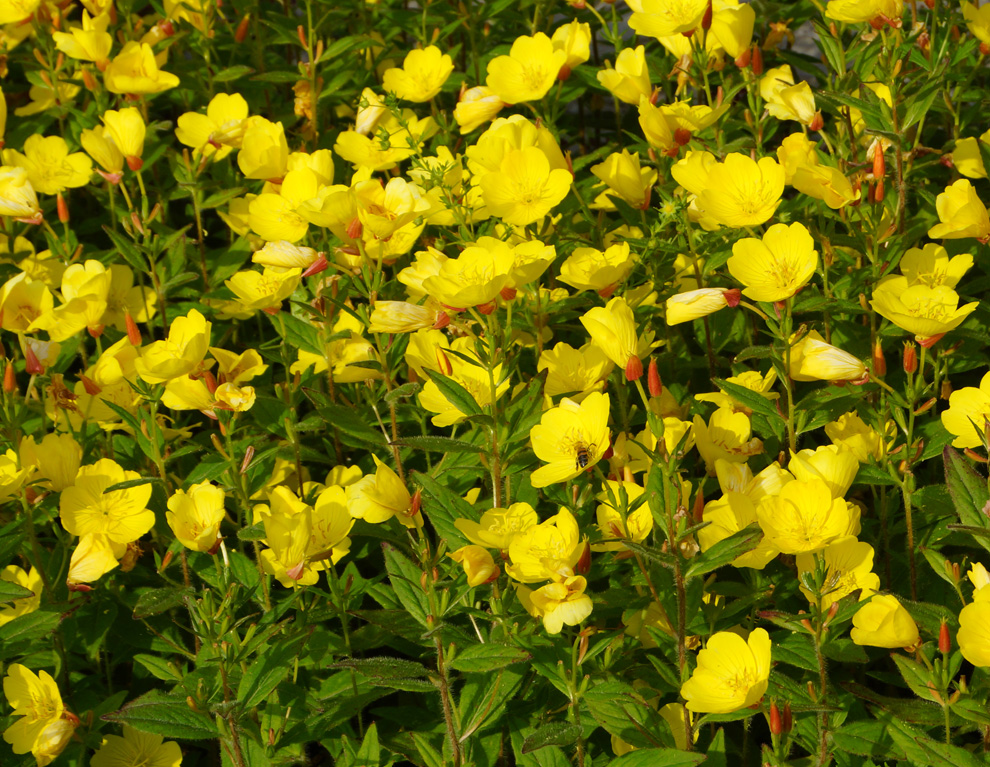 Изображение особи Oenothera pilosella.