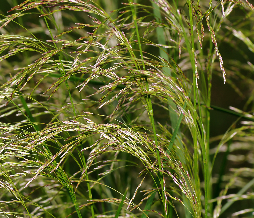 Изображение особи Deschampsia cespitosa.