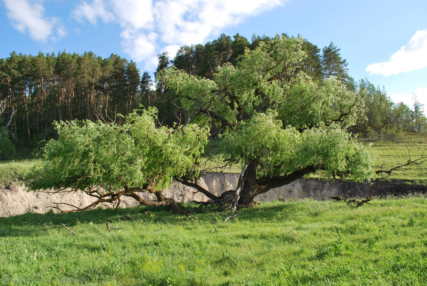 Изображение особи Salix &times; fragilis.