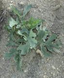 Crambe pinnatifida. Вегетирующее растение. Крым, окр. Феодосии, подножье южного склона хр. Узунсырт, отвалы старого карьера среди степи. 16 июня 2016 г.