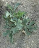 Crambe pinnatifida