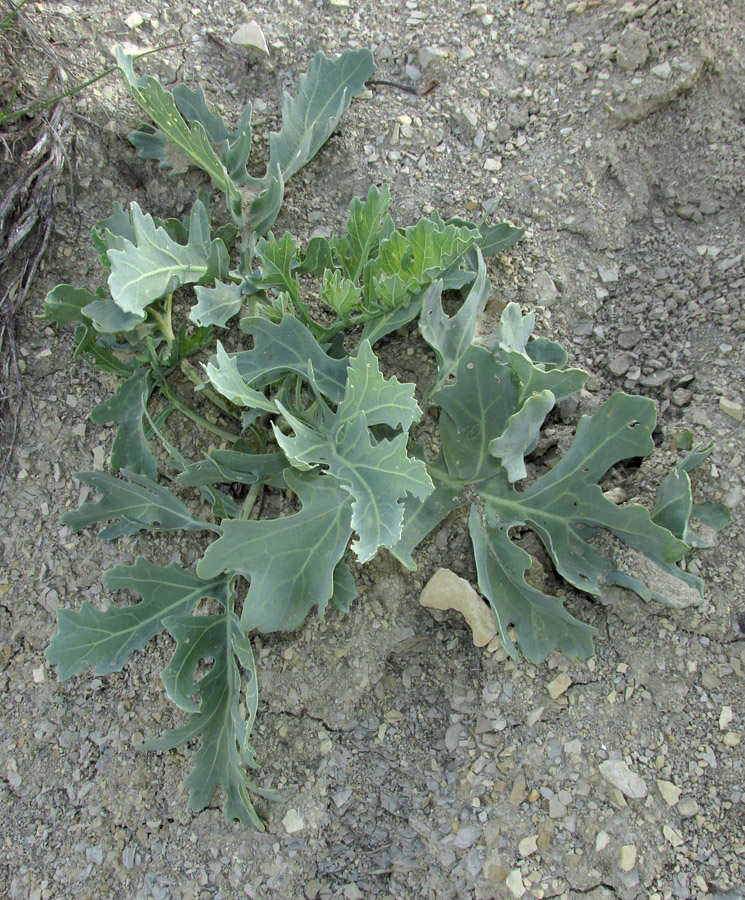 Изображение особи Crambe pinnatifida.