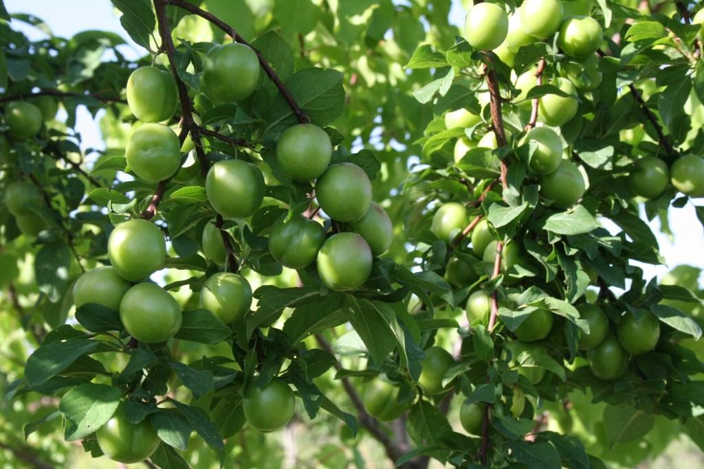 Изображение особи Prunus domestica.