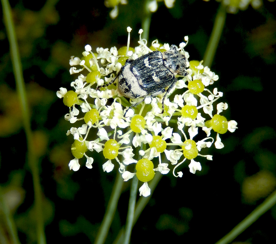 Image of Laser trilobum specimen.