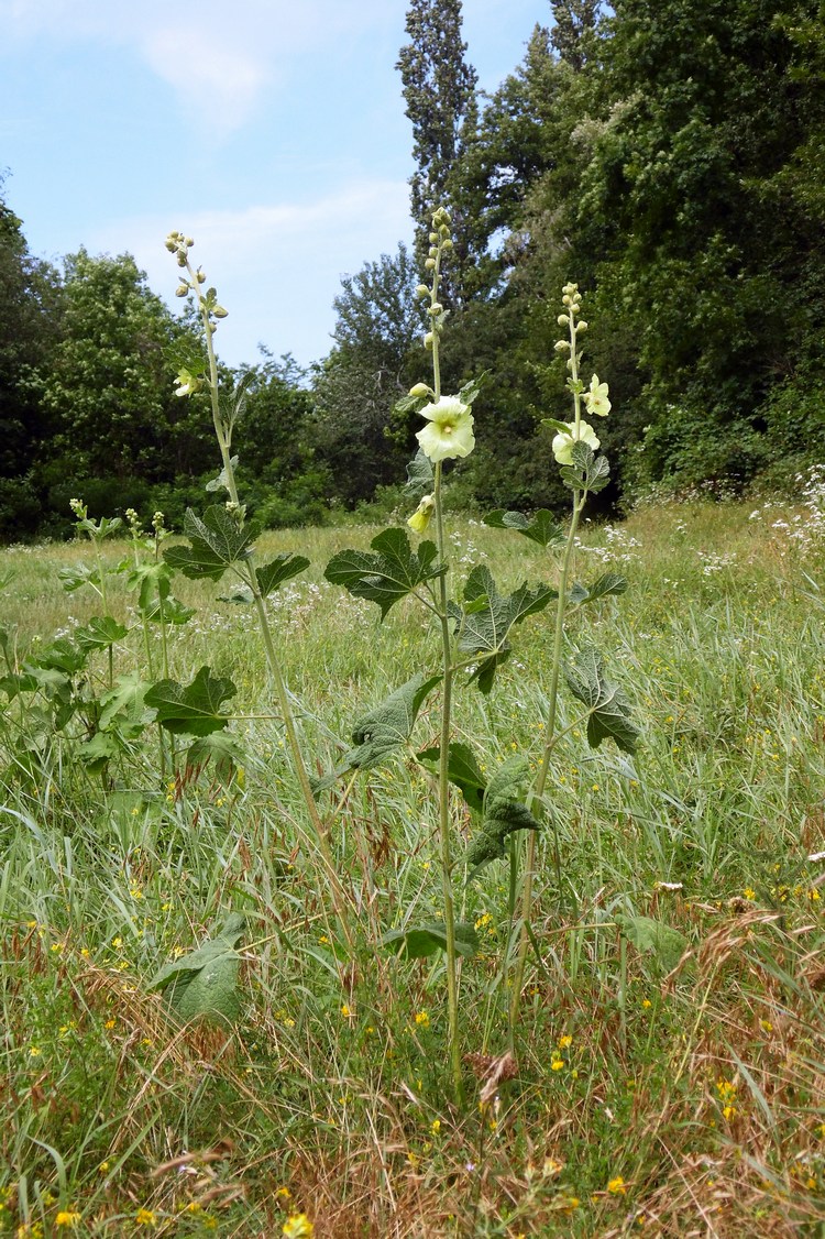 Изображение особи Alcea rugosa.