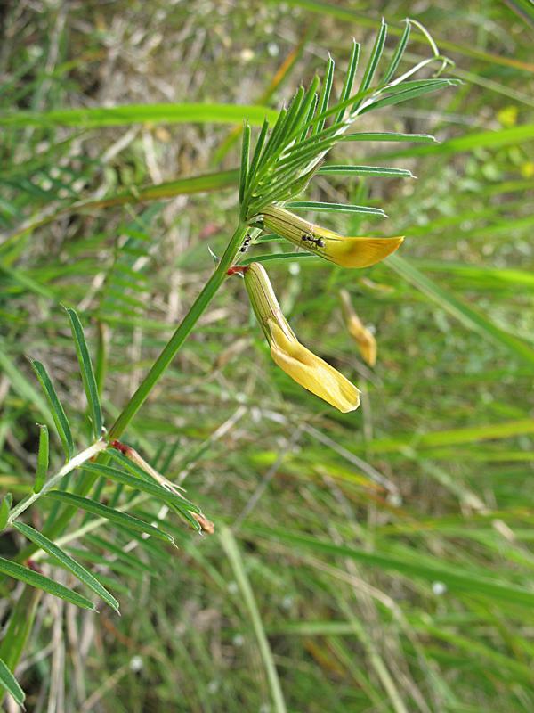 Изображение особи Vicia biebersteinii.