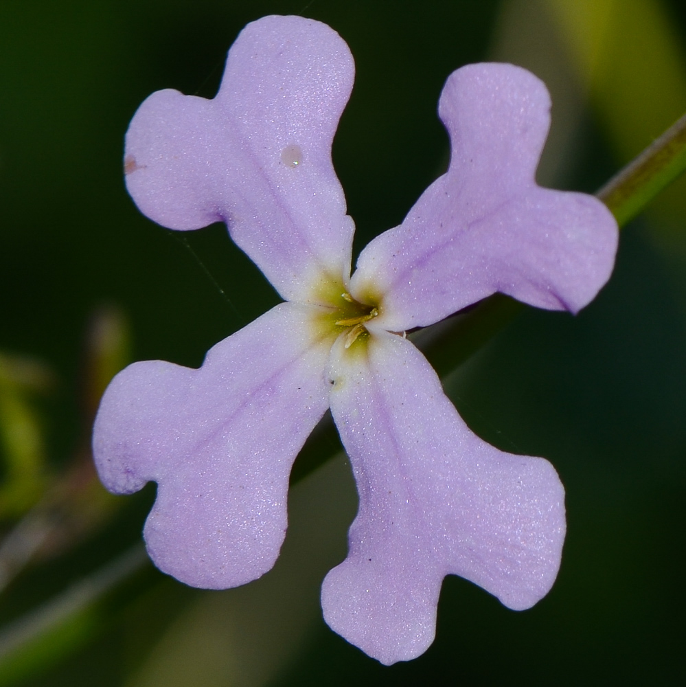 Изображение особи Ricotia lunaria.