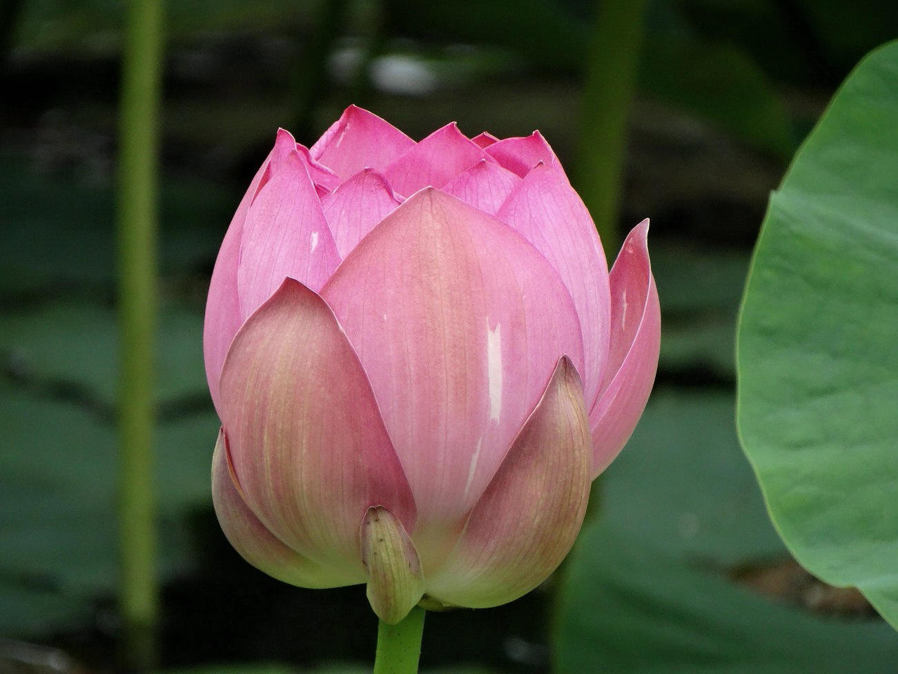 Image of Nelumbo komarovii specimen.