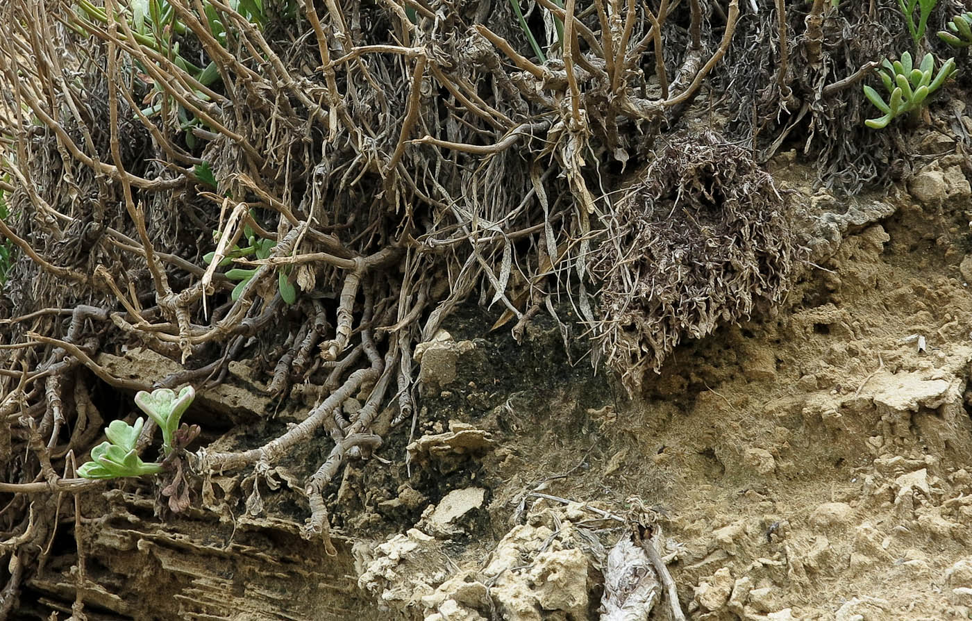Изображение особи Crithmum maritimum.