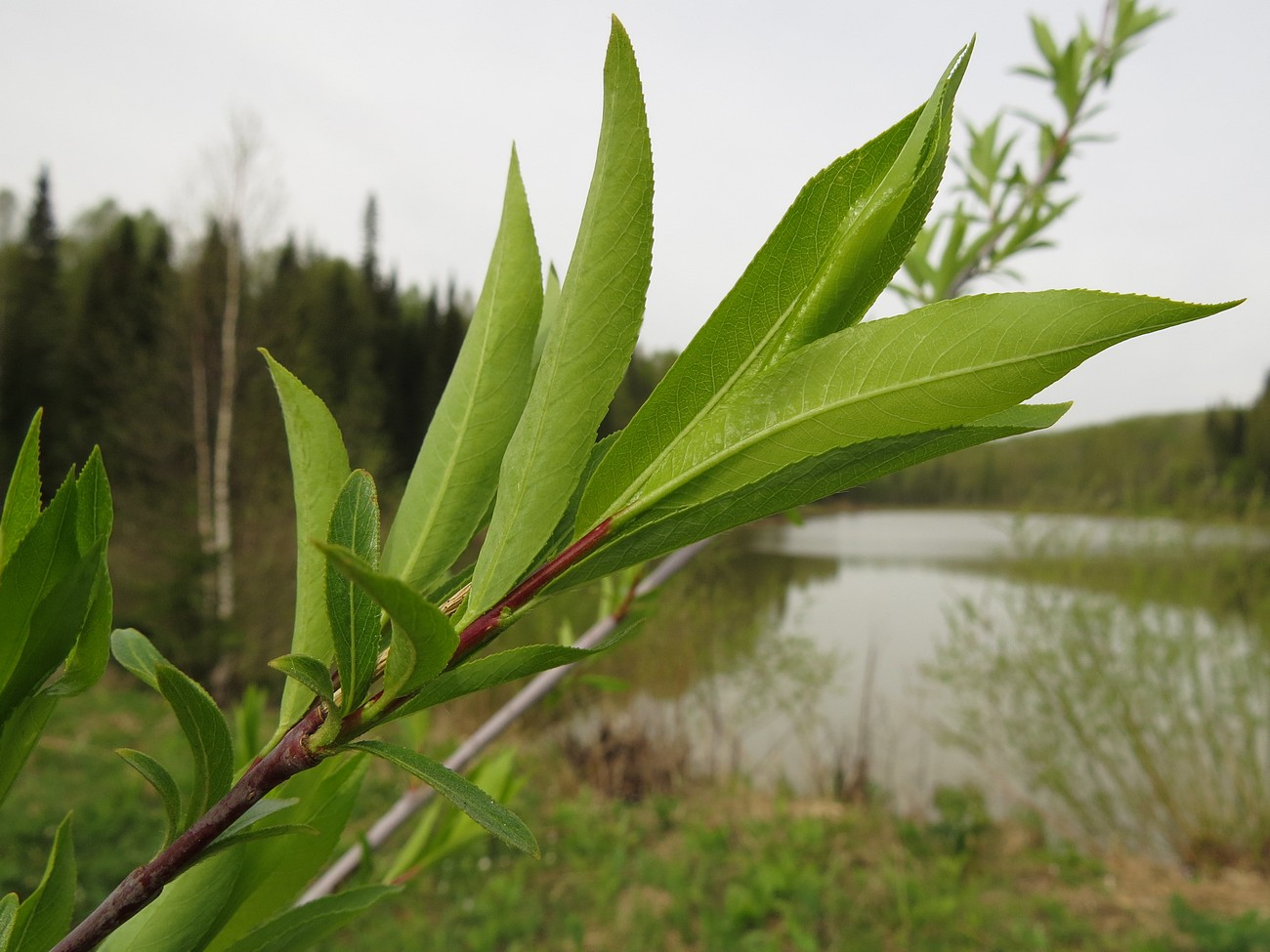 Image of Salix rorida specimen.