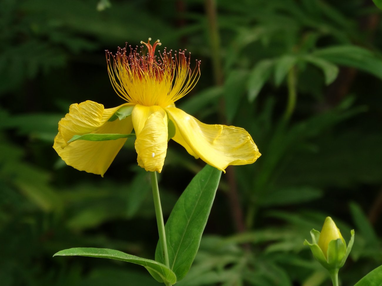 Image of Hypericum gebleri specimen.