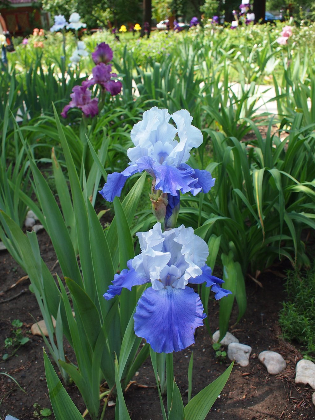 Image of Iris &times; hybrida specimen.