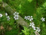 Geranium krylovii