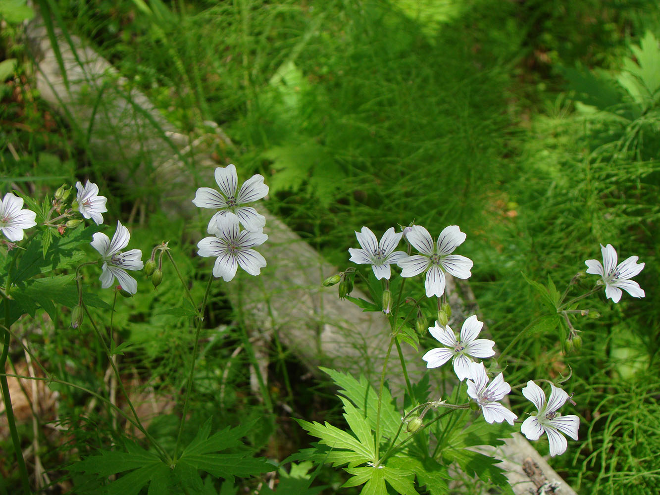 Image of Geranium krylovii specimen.