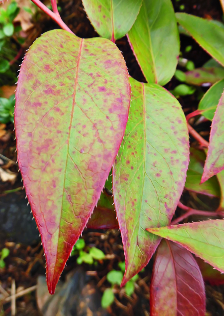 Image of Leucothoe fontanesiana specimen.