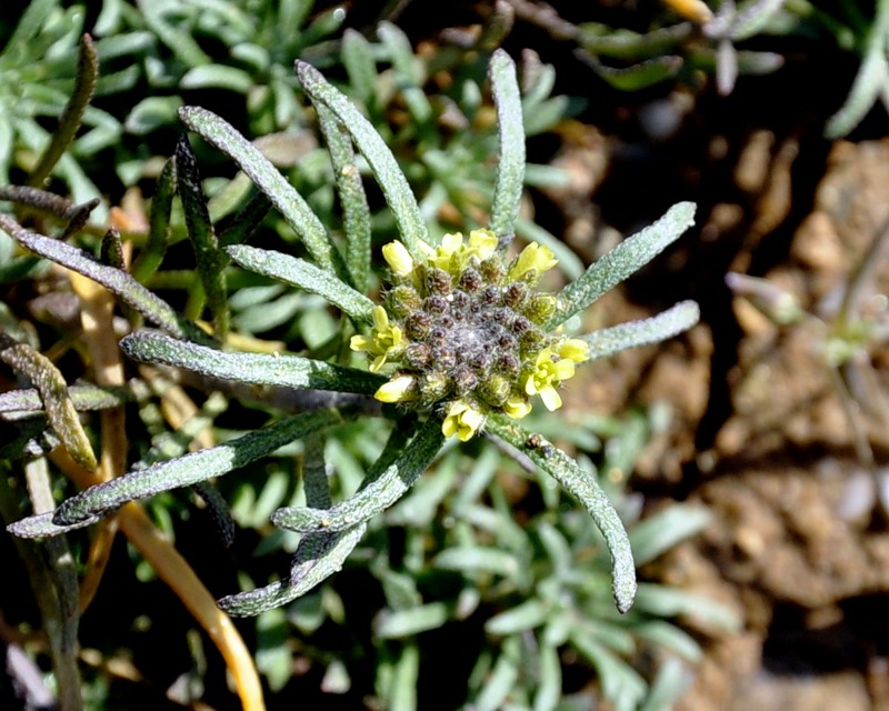 Изображение особи семейство Brassicaceae.