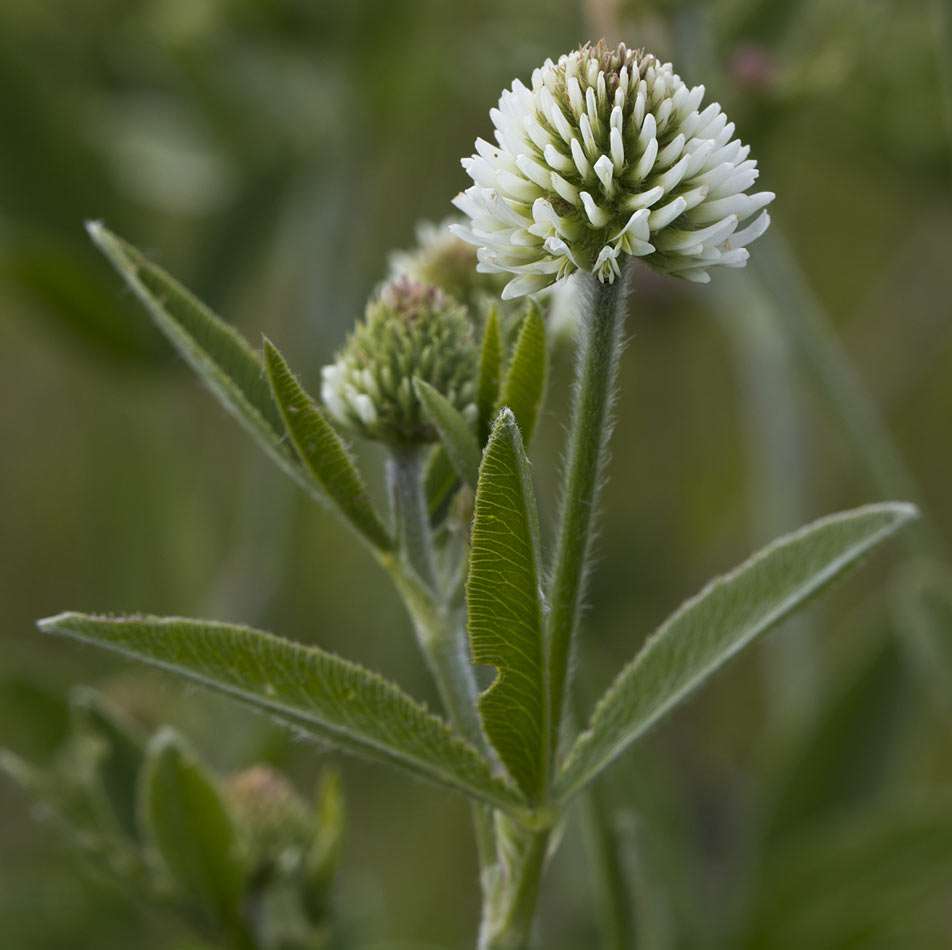 Image of Trifolium montanum specimen.