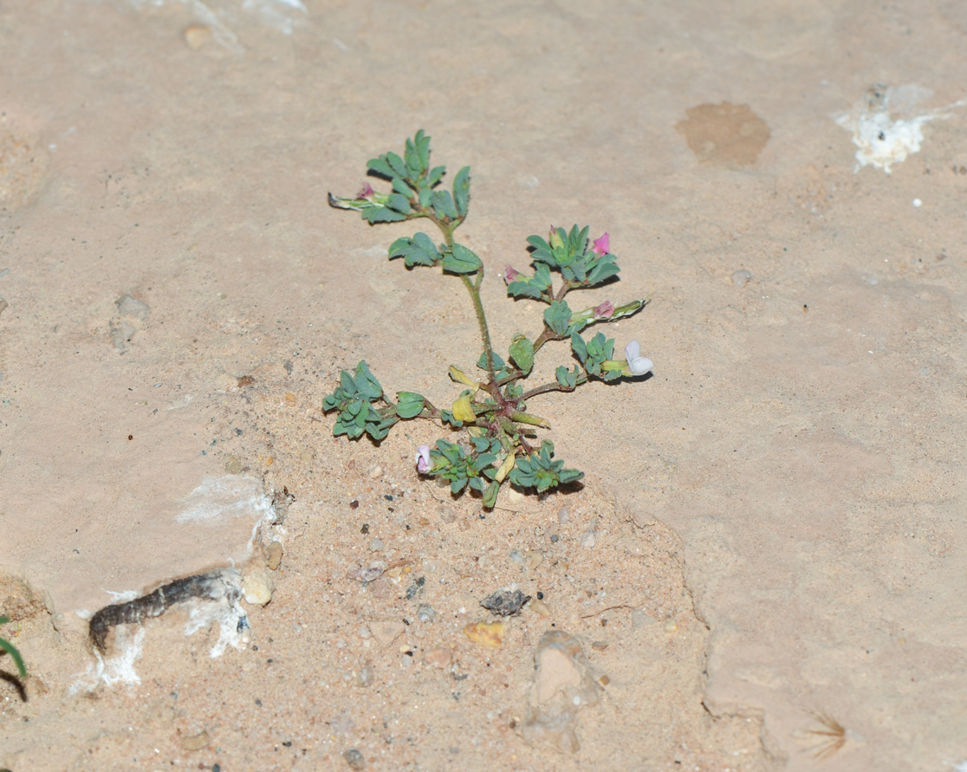 Image of Trigonella arabica specimen.