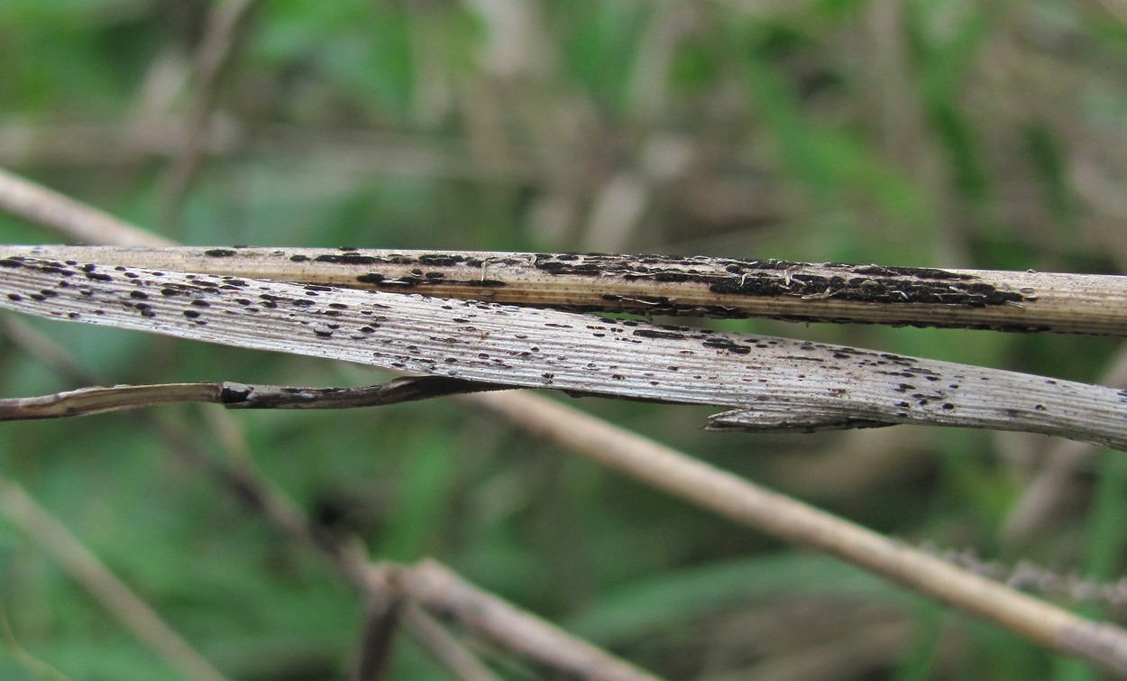 Image of genus Elytrigia specimen.