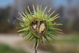 Xanthium orientale