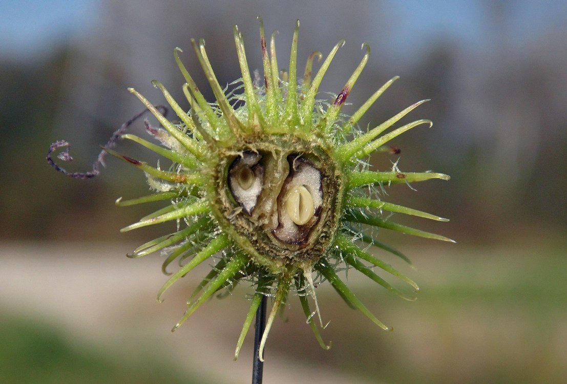 Image of Xanthium orientale specimen.