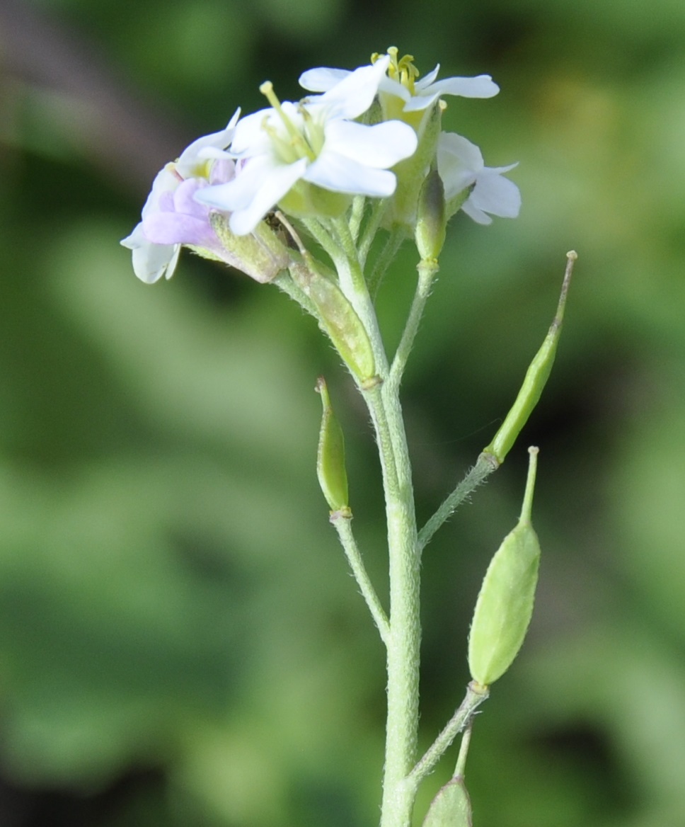 Изображение особи Berteroa mutabilis.