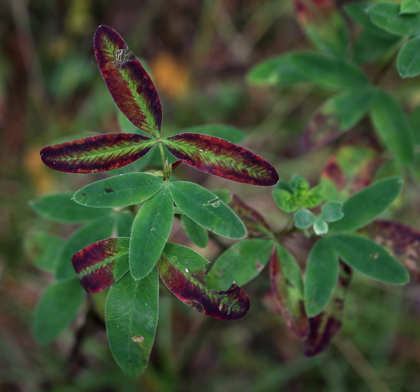 Изображение особи Trifolium medium.