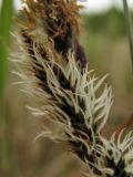 Carex trinervis. Пестичное соцветие. Нидерланды, провинция Friesland, о-в Schiermonnikoog, сырой луг с Erica tetralix. 24 мая 2010 г.