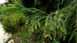 Cryptomeria japonica