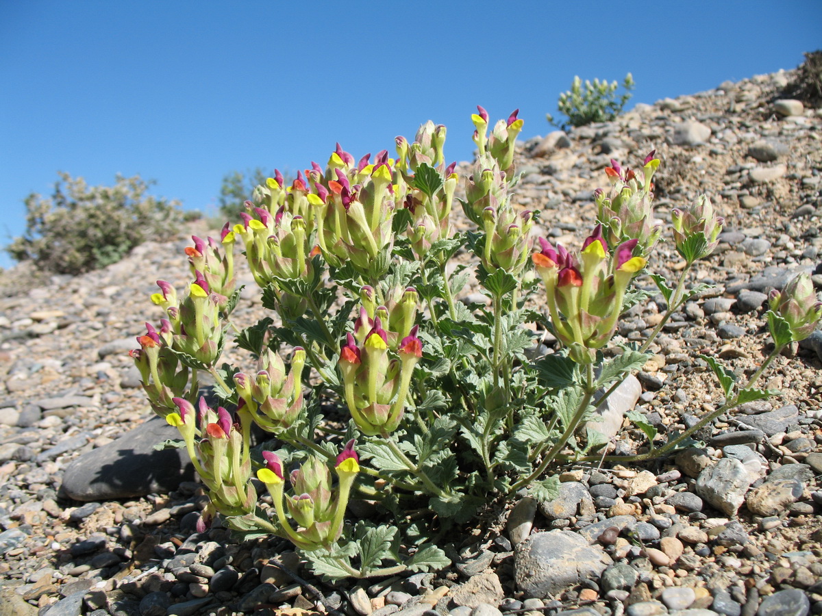 Image of Scutellaria androssovii specimen.