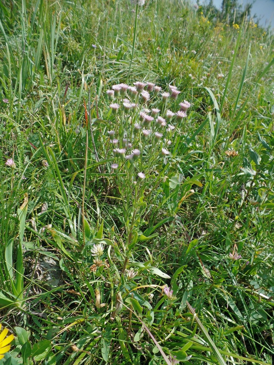 Изображение особи Erigeron podolicus.