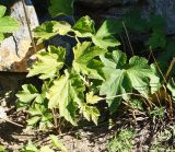 Anemone hupehensis