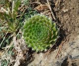 Orostachys spinosa. Вегетирующее растение. Иркутская обл. Шелеховский р-н, окр. с. Шаманка, отвесный скалистый берег близ устья р. Куйтун. 21.05.2016.