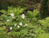 Glaucidium palmatum