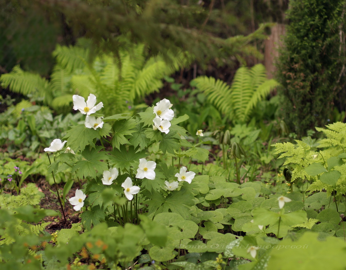 Image of Glaucidium palmatum specimen.