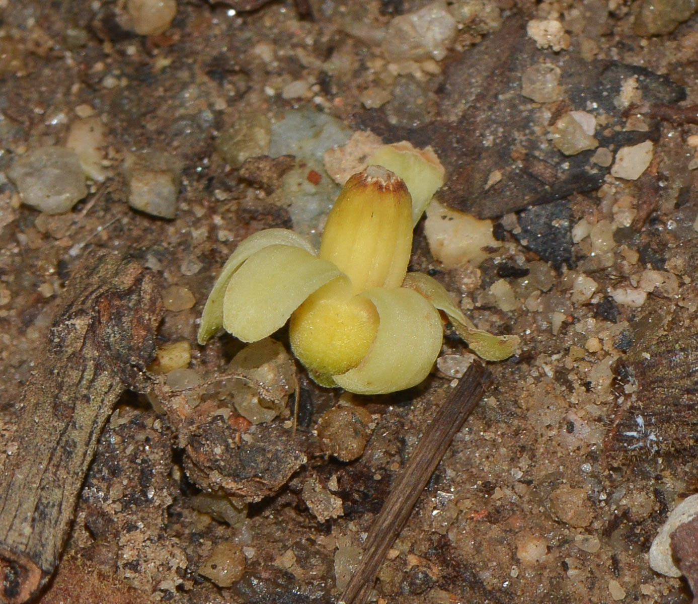 Image of Sandoricum koetjape specimen.