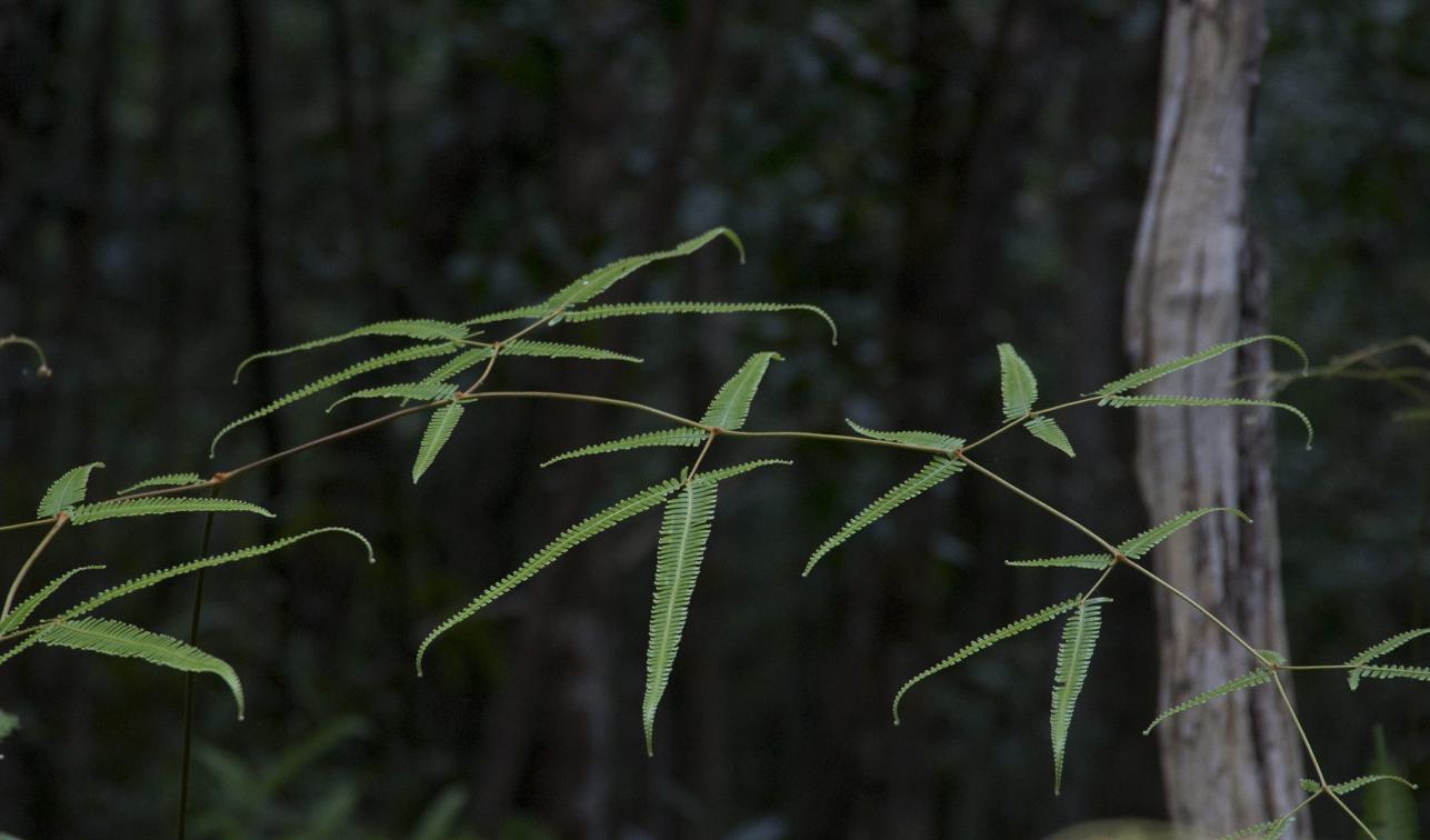 Image of Dicranopteris linearis specimen.