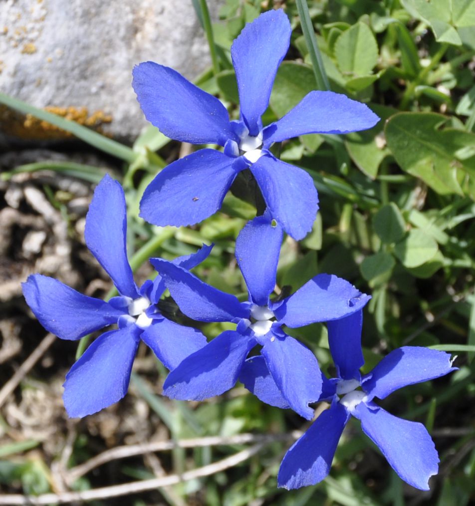 Изображение особи Gentiana verna ssp. balcanica.