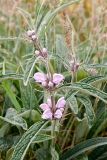 Phlomis salicifolia