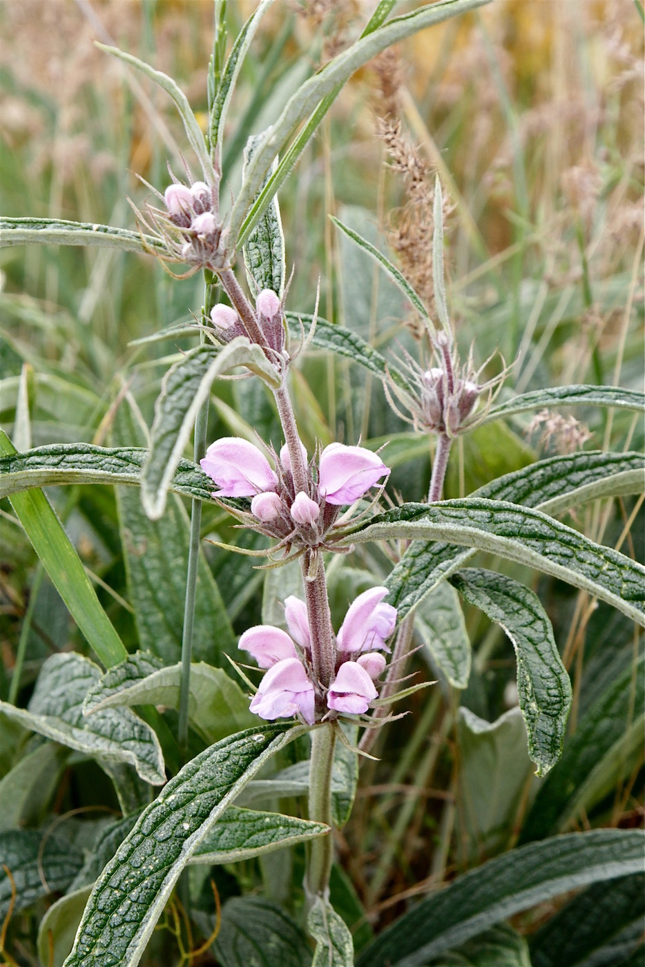 Image of Phlomis salicifolia specimen.