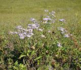 Aster amellus. Цветущие растения. Ульяновская обл., Инзенский р-н, окр. с. Валгуссы, мергелисто-меловой склон. 5 августа 2016 г.