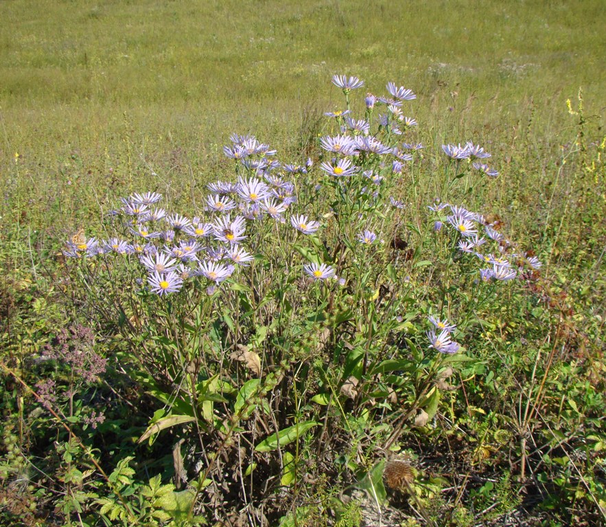 Image of Aster amellus specimen.