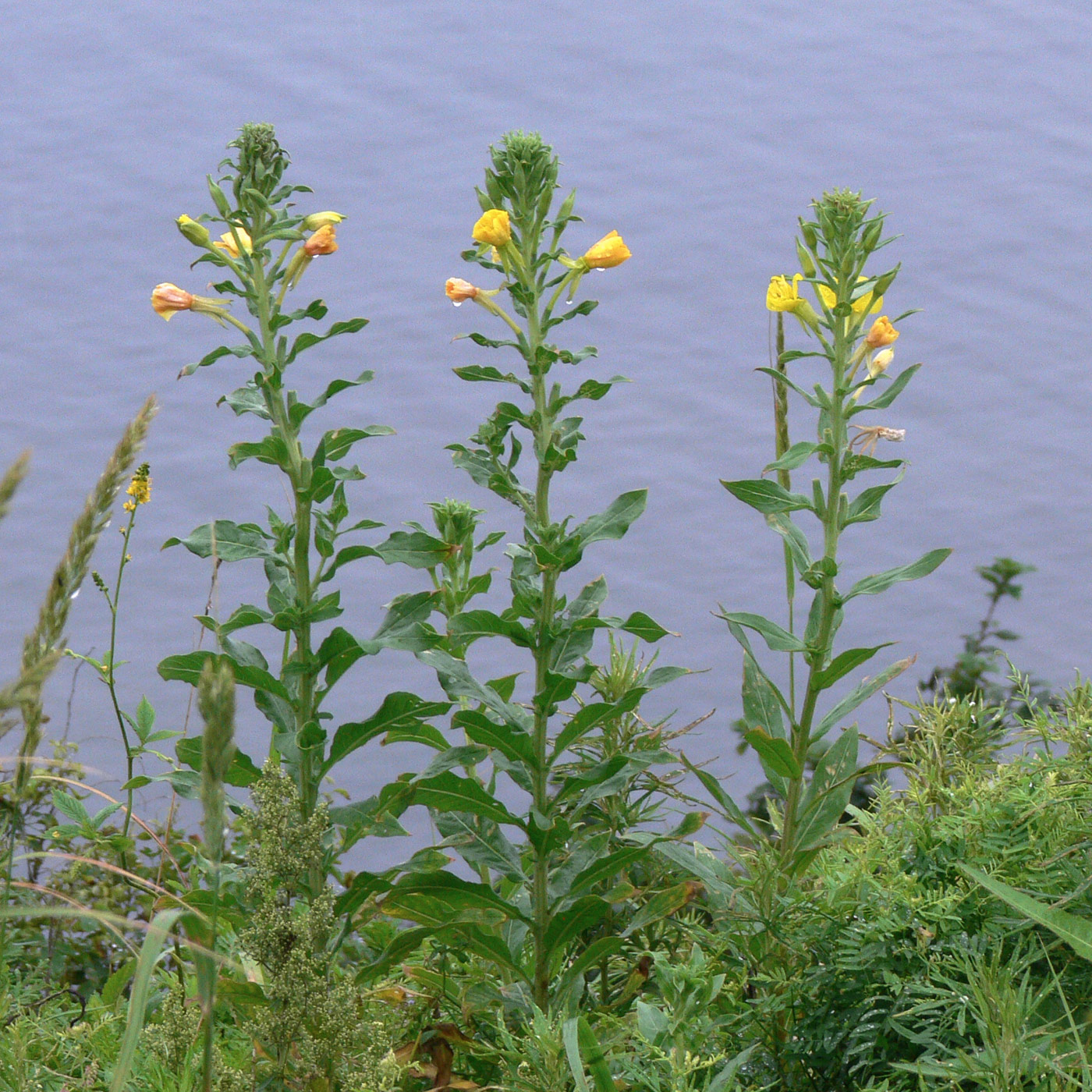 Image of Oenothera villosa specimen.