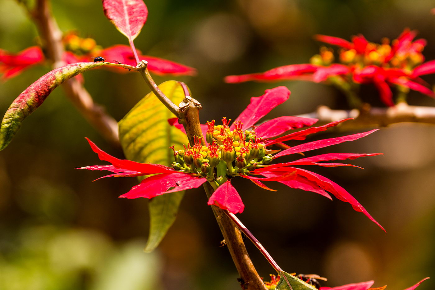 Изображение особи Euphorbia pulcherrima.