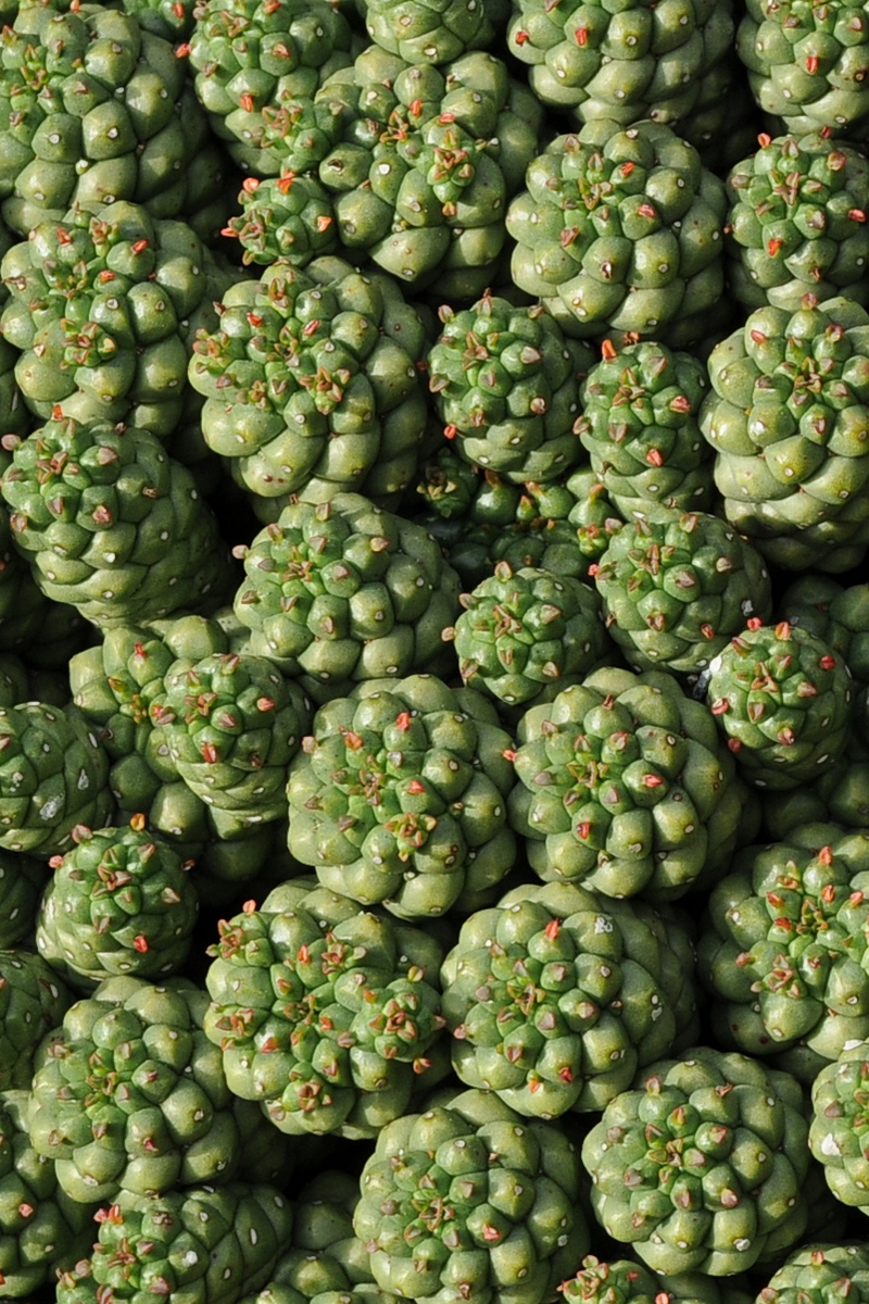 Изображение особи Euphorbia clavarioides.