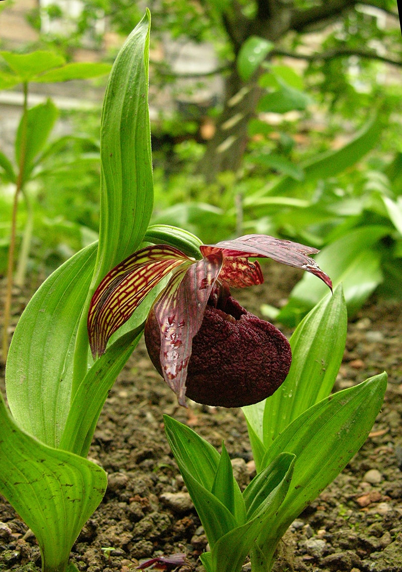 Изображение особи Cypripedium tibeticum.