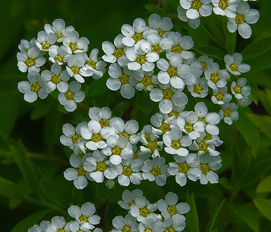 Изображение особи Spiraea &times; cinerea.