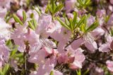 Rhododendron schlippenbachii. Цветки и веточки с молодыми побегами. Петербург, ботанический сад БИН РАН, в культуре. 22.05.2017.